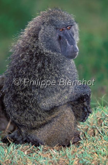 kenya 45.JPG - BabouinBaboonPapio cynocephalusRéserve de Masai MaraMasai Mara National ReserveKenya